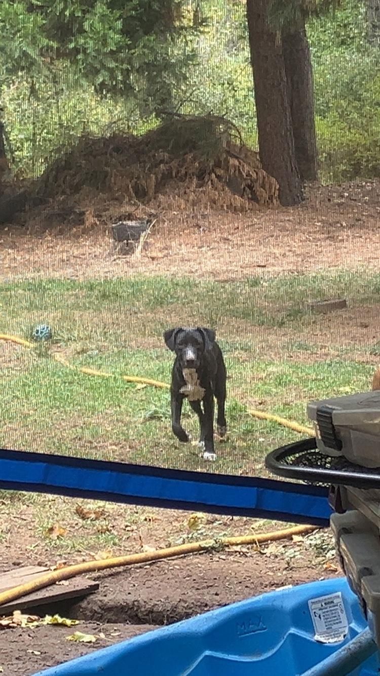 Enlarge Whiskey, a Adoptable Dutch Shepherd in McArthur, CA image 2/2