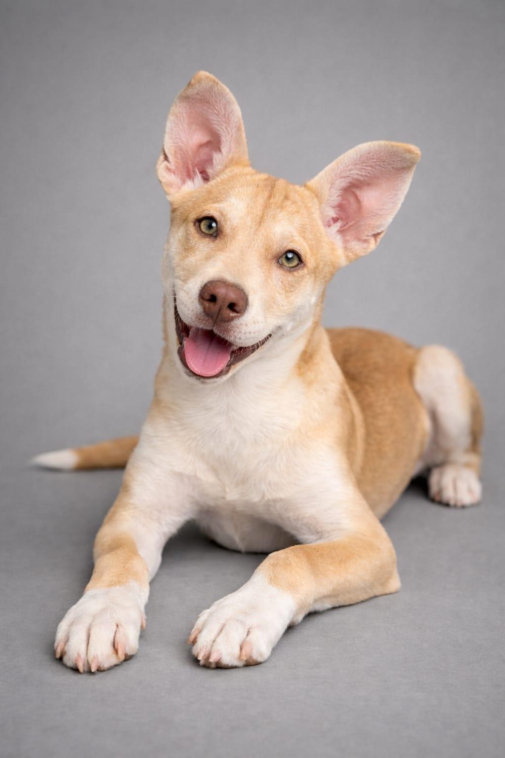 Gum Drop, Adoptable, Puppy Female Husky.