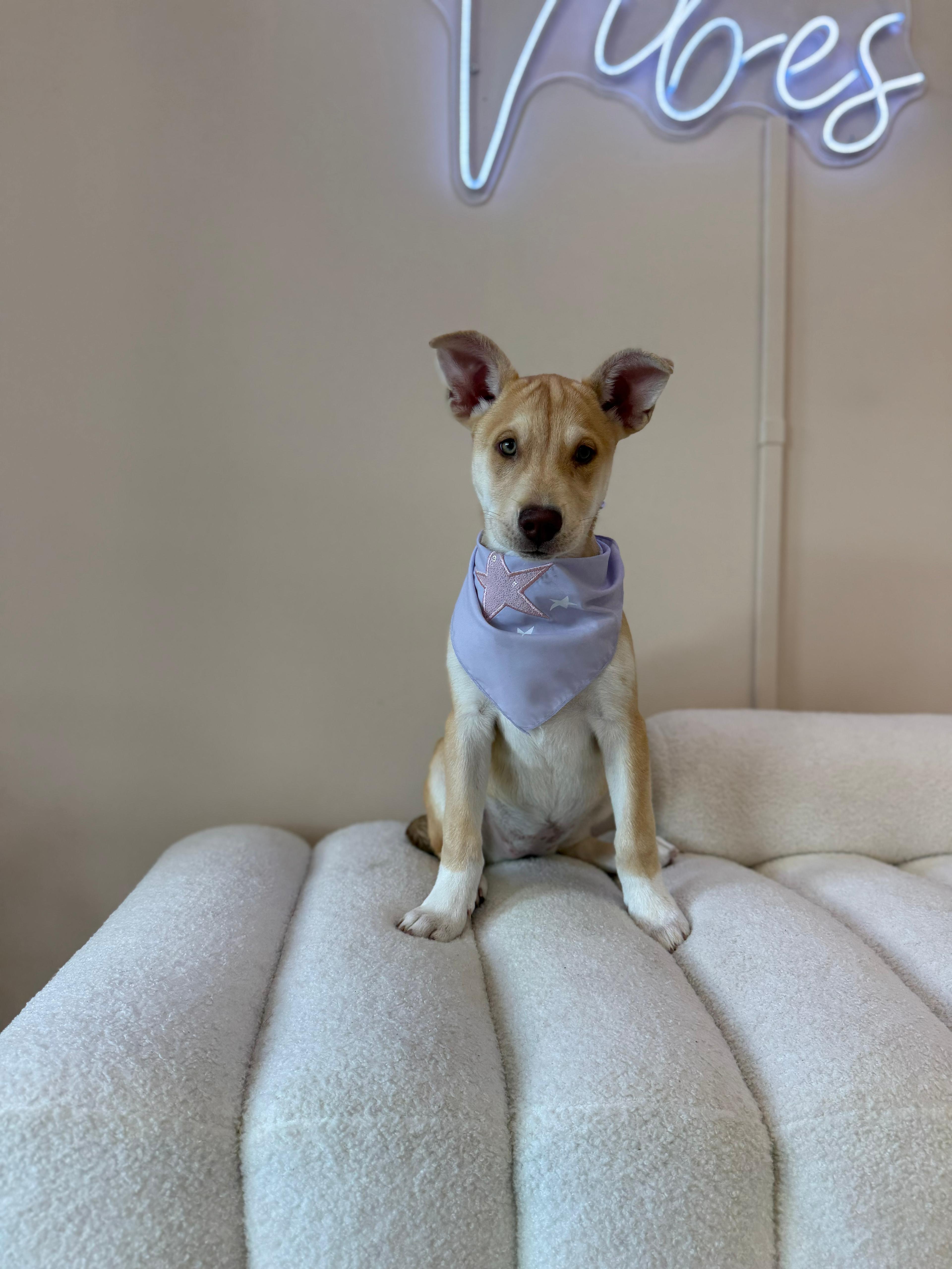 Enlarge Gum Drop, a Adoptable mixed breed in Miami, FL image 1/1