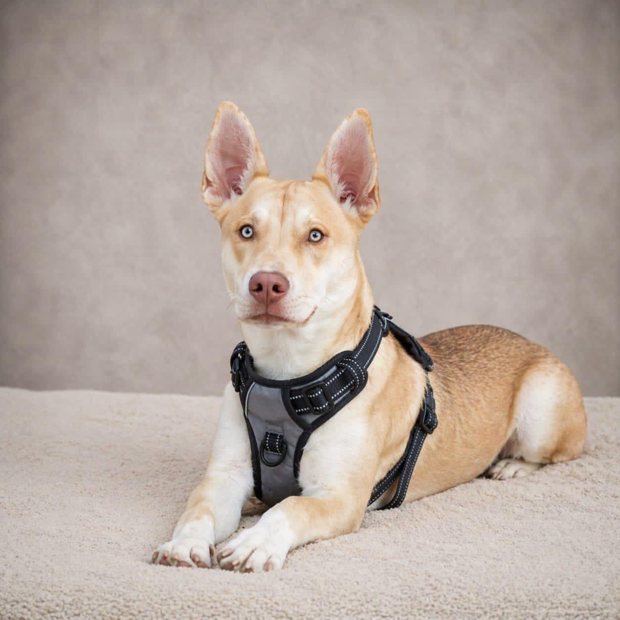 Gum Drop, Adoptable, Puppy Female Husky.
