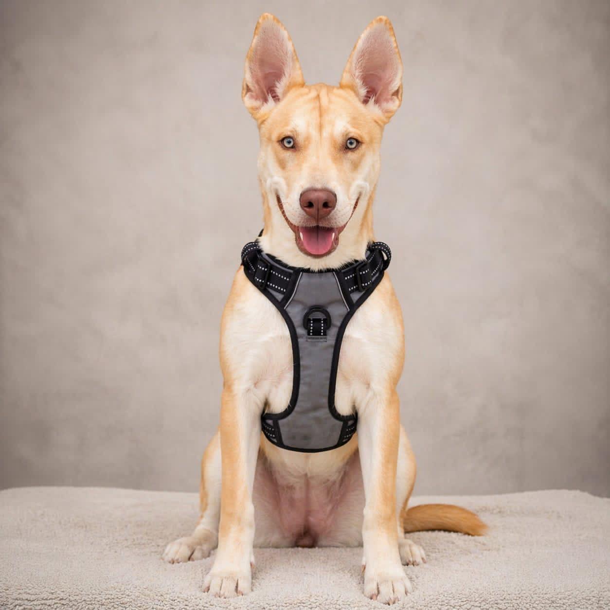 Gum Drop, a Adoptable mixed breed in Miami, FL image 3/5
