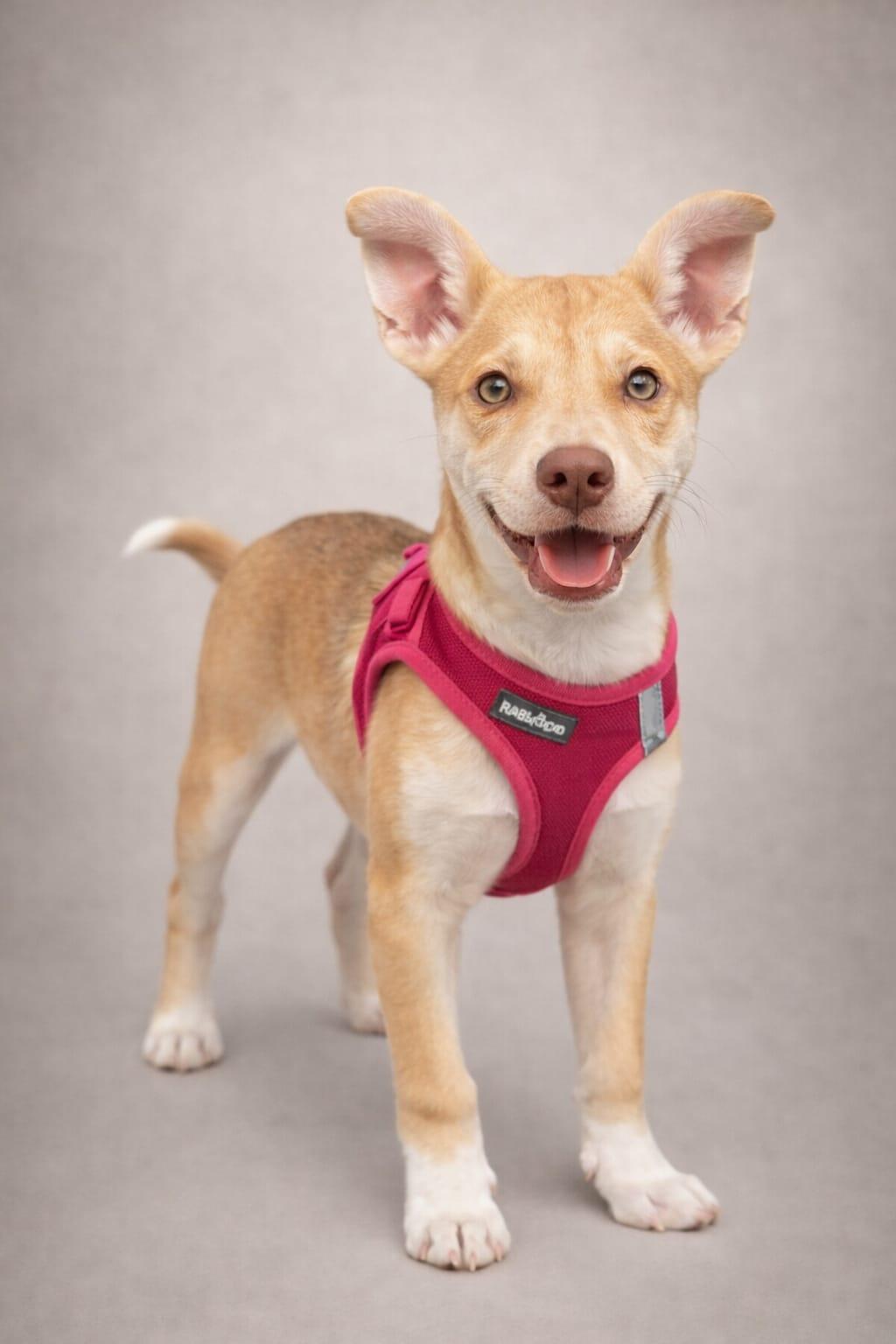 Gum Drop, a Adoptable mixed breed in Miami, FL image 2/3