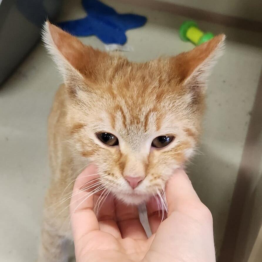 Enlarge Buddy the Elf, a Adoptable Domestic Short Hair in St. Paul, MN image 1/2