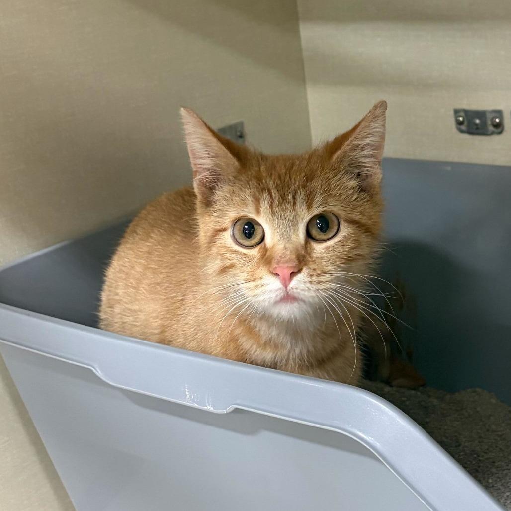 Enlarge Buddy the Elf, a Adoptable Domestic Short Hair in St. Paul, MN image 2/2