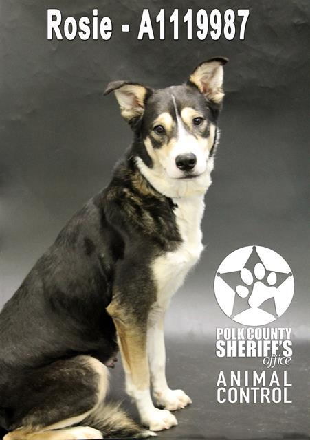 ROSIE, Adoptable, Adult Female Siberian Husky & Mixed Breed.