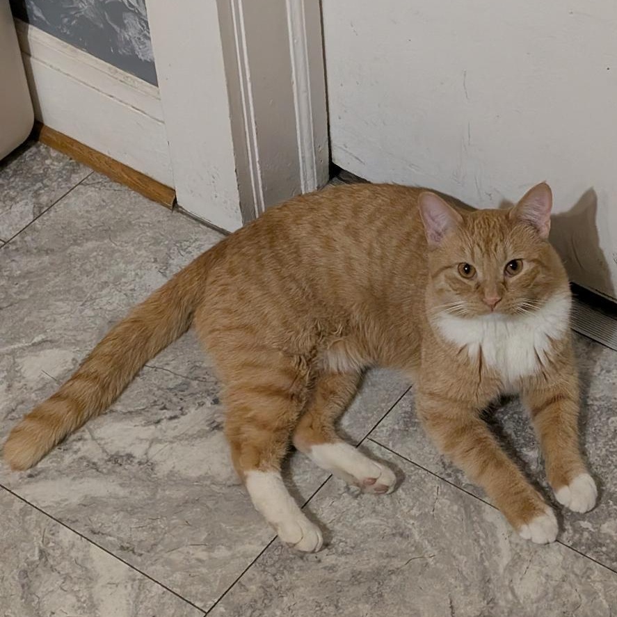 Veinte, ADOPTABLE, Young Male Domestic Short Hair.