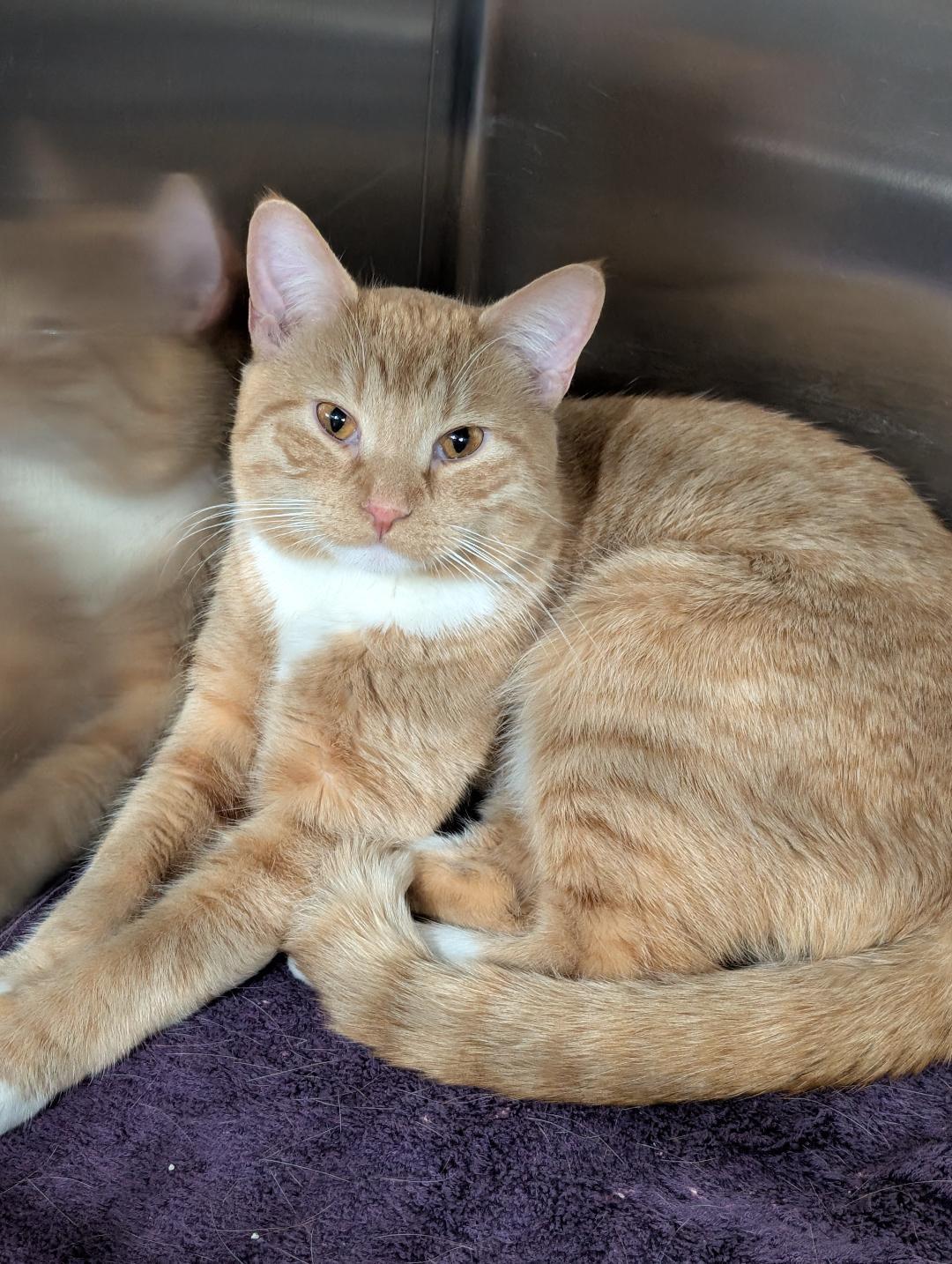 Enlarge Veinte, a ADOPTABLE Domestic Short Hair in Reisterstown, MD image 2/3