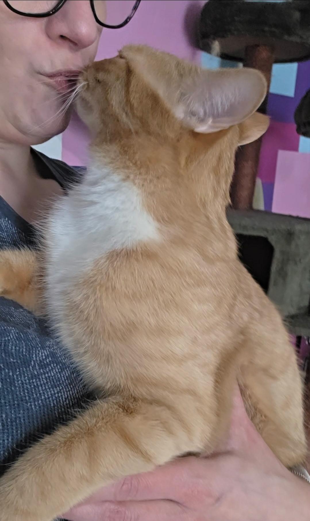 Veinte, a ADOPTABLE Domestic Short Hair in Reisterstown, MD image 2/4