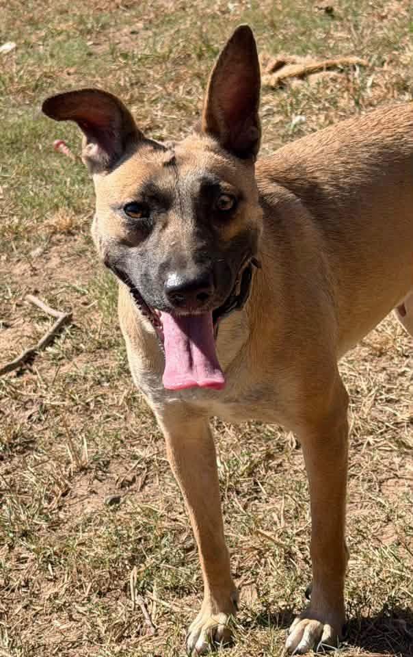 Enlarge Fawn, a Adoptable mixed breed in Quakertown, PA image 2/6