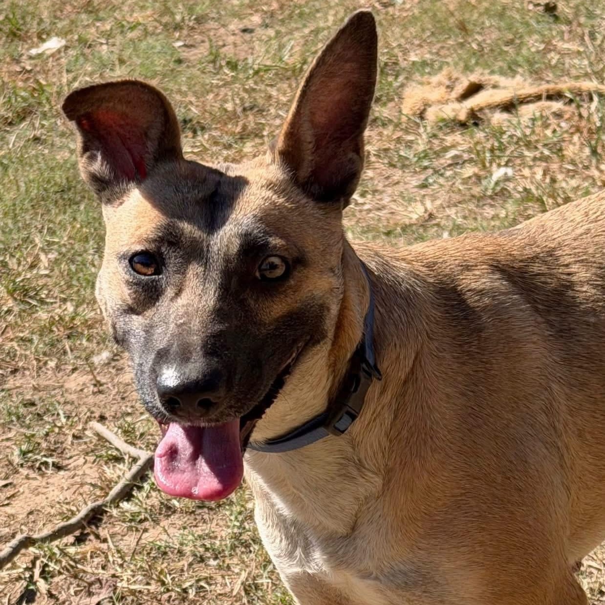 Enlarge Fawn, a Adoptable mixed breed in Quakertown, PA image 1/6