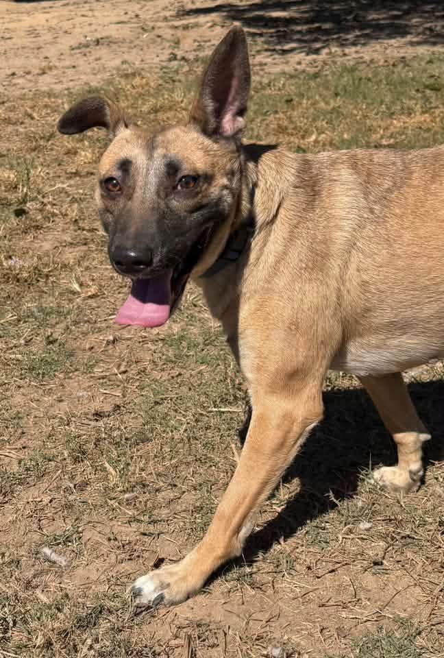 Enlarge Fawn, a Adoptable mixed breed in Quakertown, PA image 3/6
