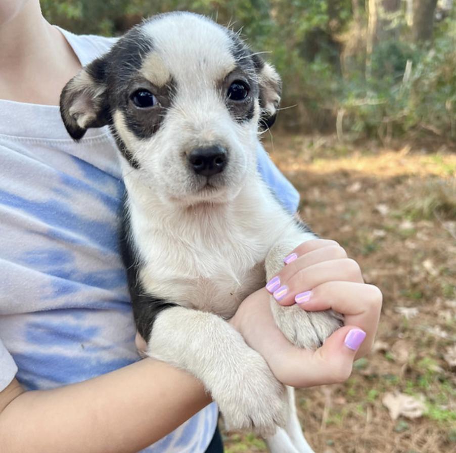 Isla, adopted, Puppy Female Dachshund.
