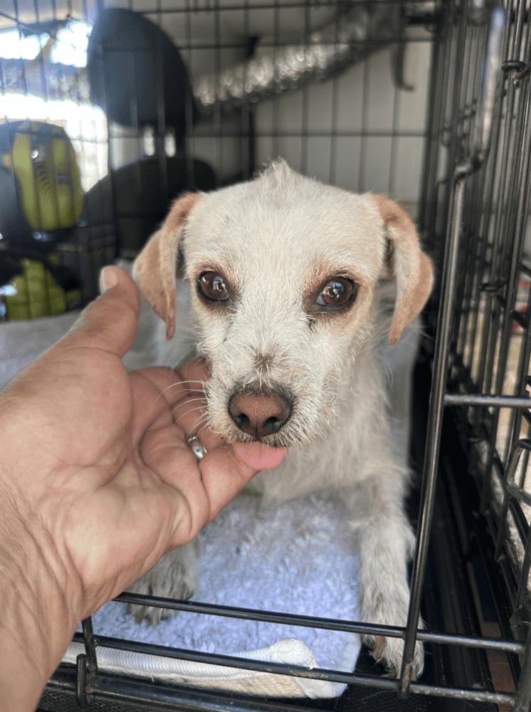 Enlarge Dahlia, a Adoptable mixed breed in Manhattan, NY image 1/1