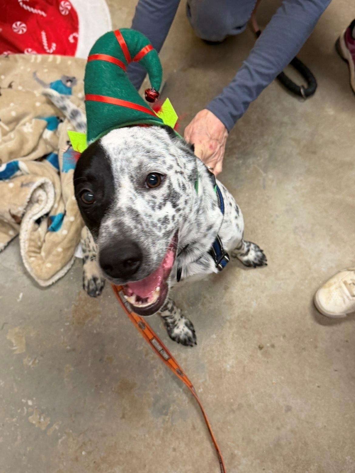 Cookie, ADOPTABLE, Young Male Australian Cattle Dog / Blue Heeler.