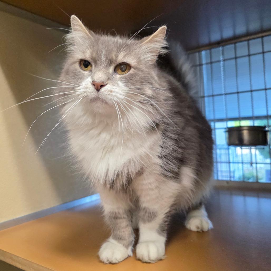 Sneaky, Adoptable, Adult Female Domestic Long Hair.