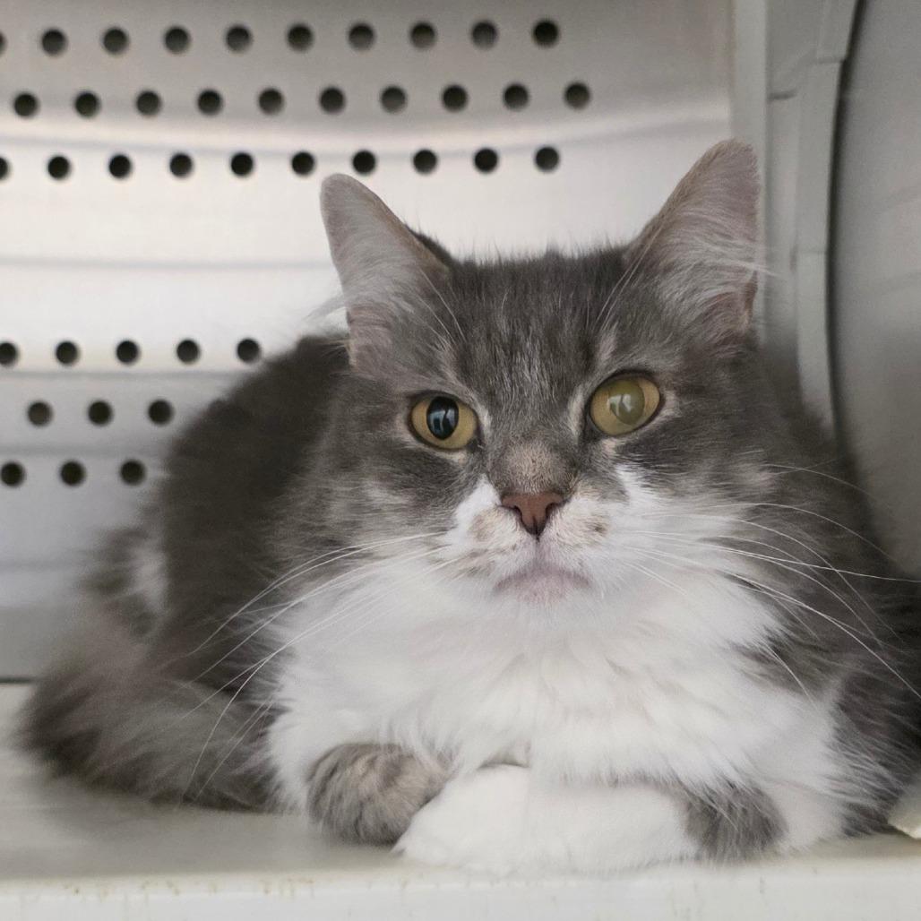 Enlarge Sneaky, a Adoptable Domestic Long Hair in Chatham, VA image 2/3