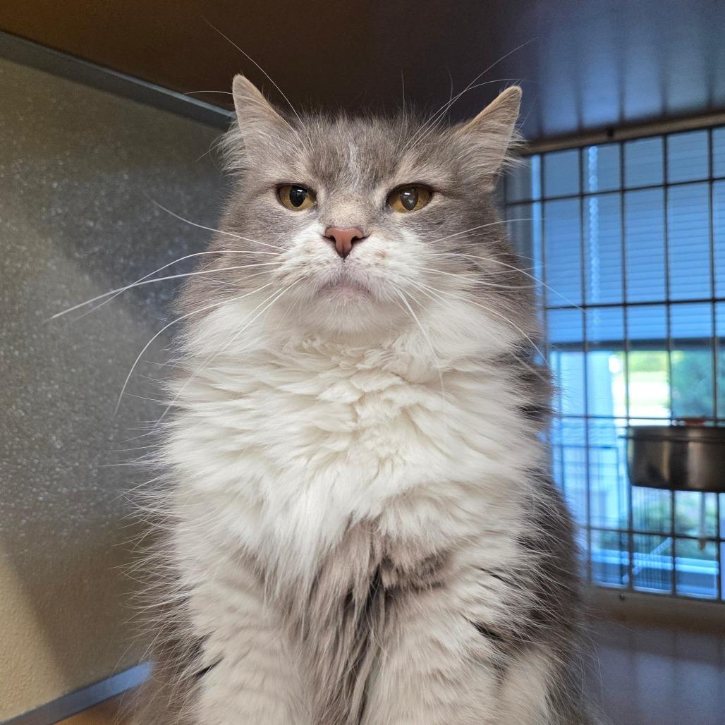 Enlarge Sneaky, a Adoptable Domestic Long Hair in Chatham, VA image 3/3