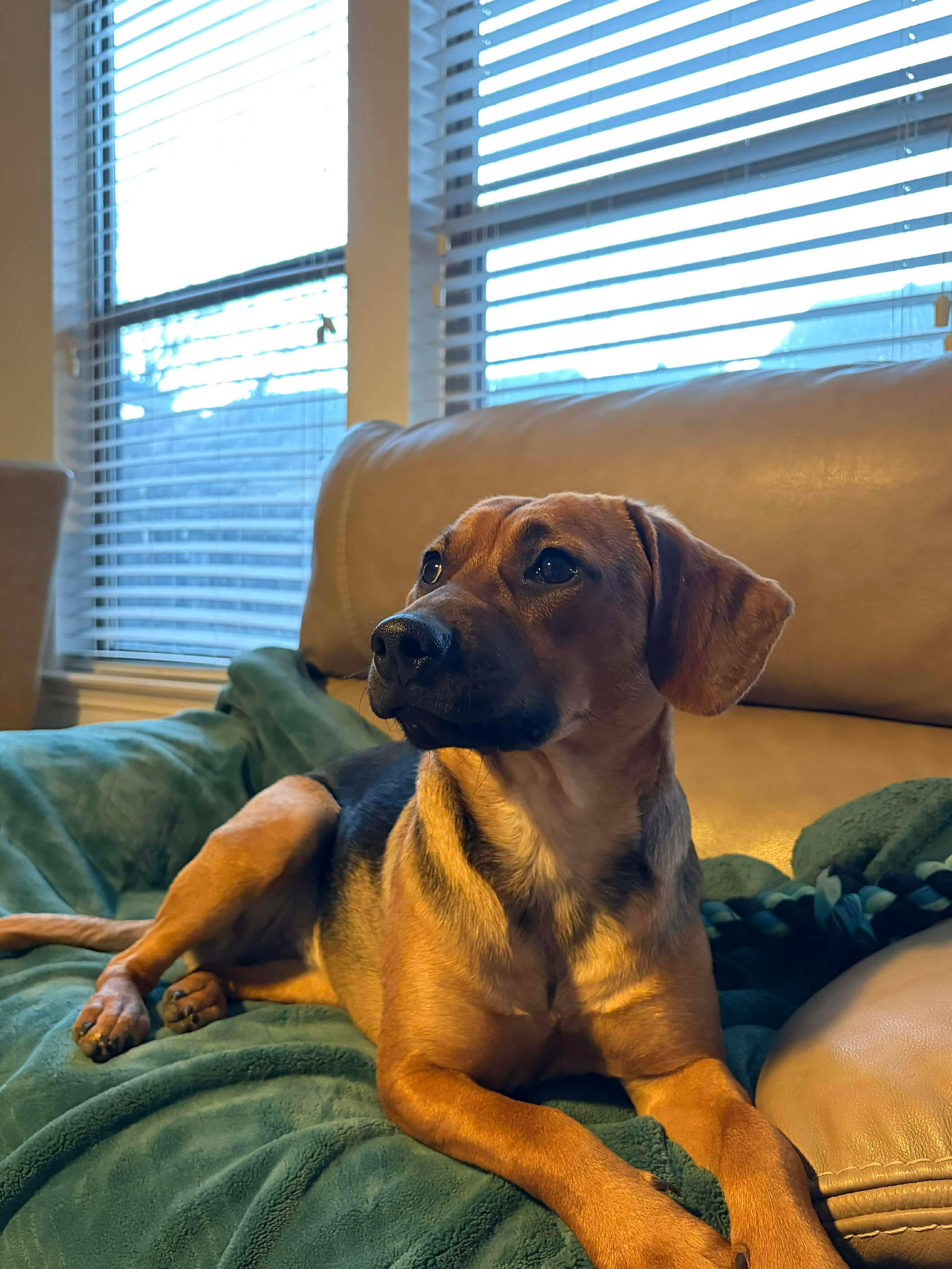 Hazel, a ADOPTABLE mixed breed in Fort Worth, TX image 6/6