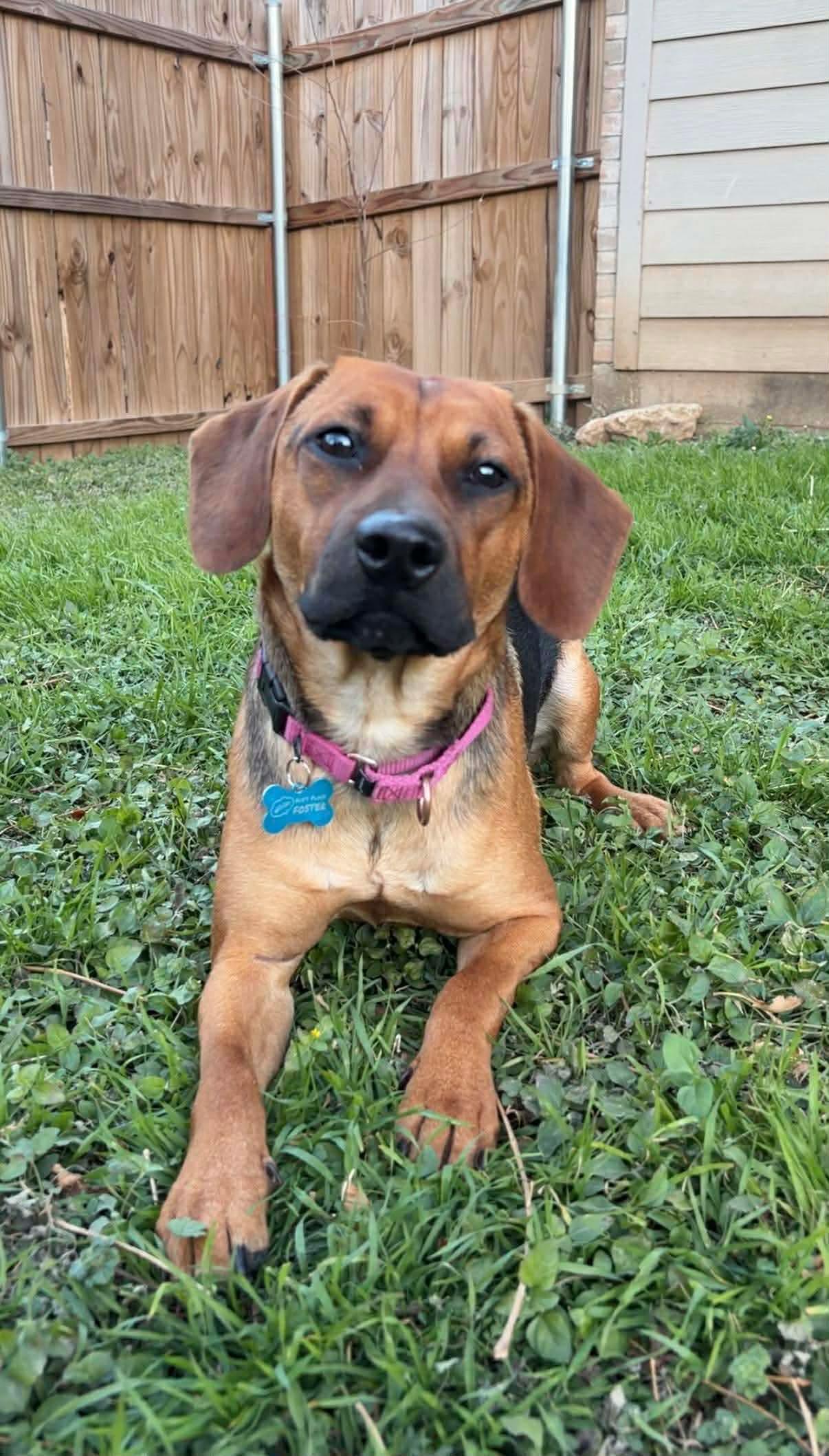 Hazel, a ADOPTABLE mixed breed in Fort Worth, TX image 5/6