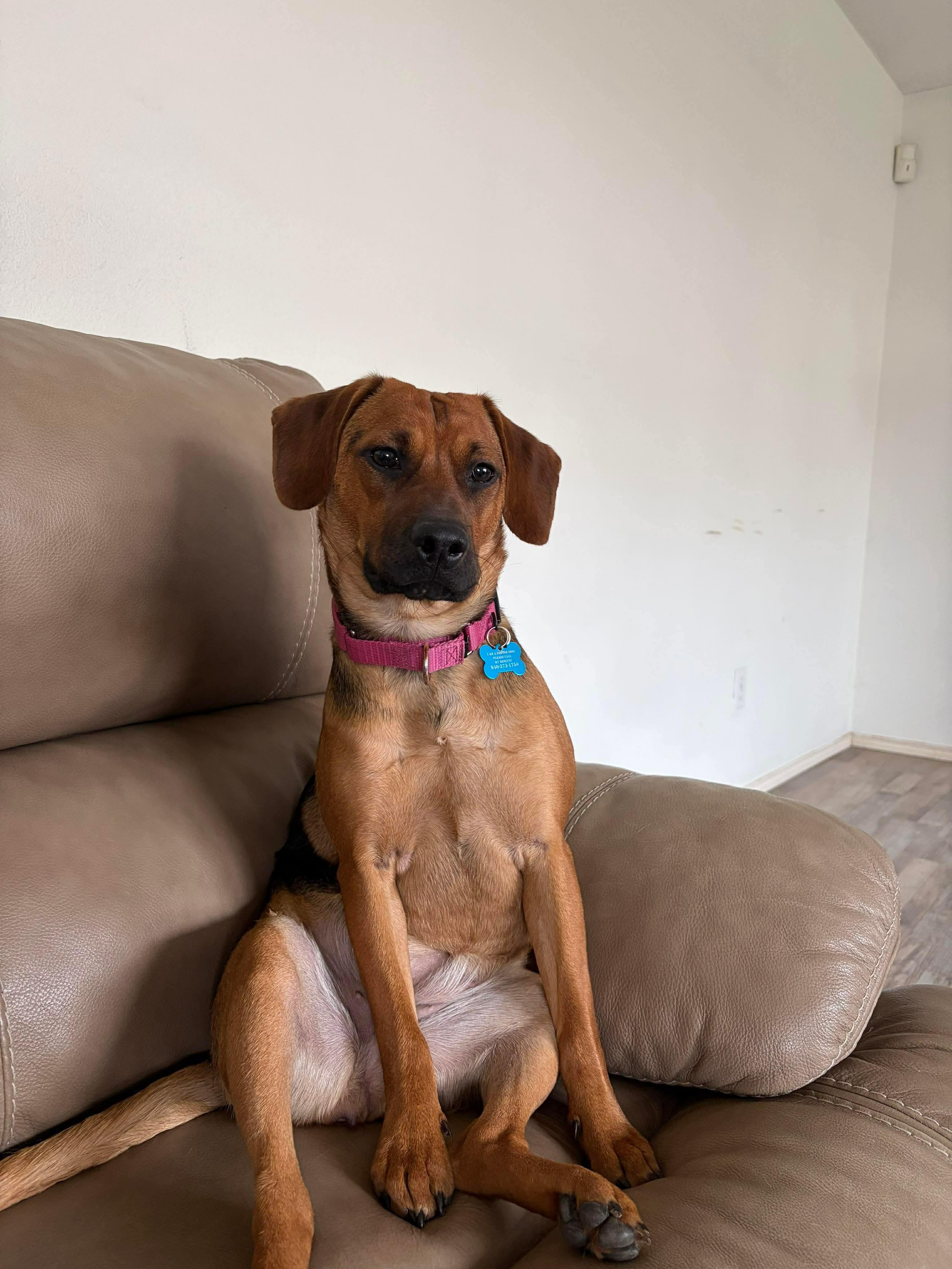 Hazel, a ADOPTABLE mixed breed in Fort Worth, TX image 3/6