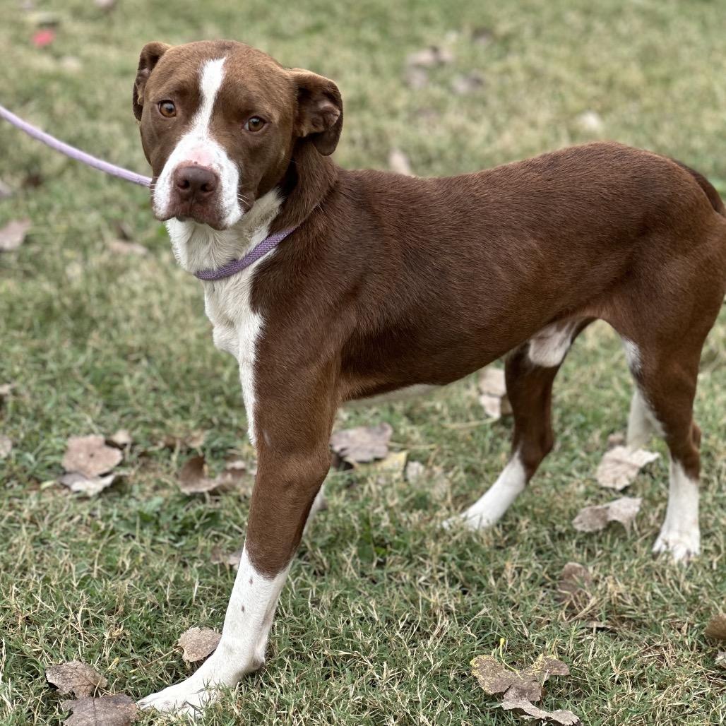 Meatball, Adoptable, Adult Male Pit Bull Terrier & Labrador Retriever.