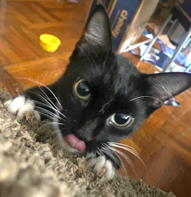 Brenda Tuxedo Cat