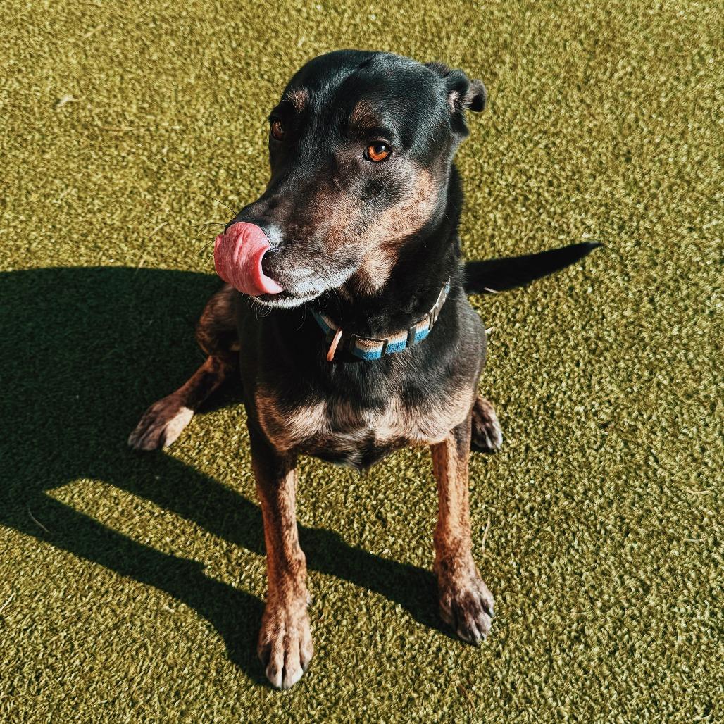 Enlarge Copper, a ADOPTABLE mixed breed in Hays, KS image 2/6