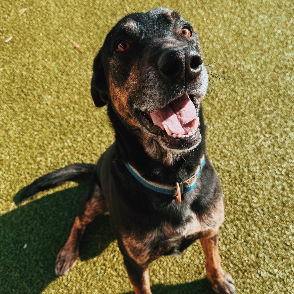 Enlarge Copper, a ADOPTABLE mixed breed in Hays, KS image 3/6