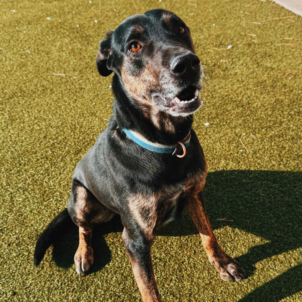 Enlarge Copper, a ADOPTABLE mixed breed in Hays, KS image 4/6