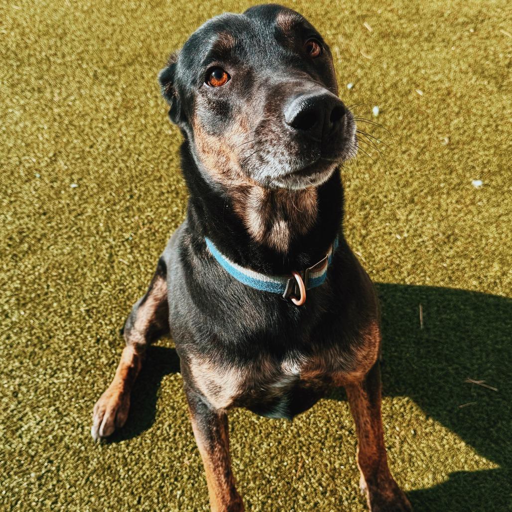 Enlarge Copper, a ADOPTABLE mixed breed in Hays, KS image 6/6