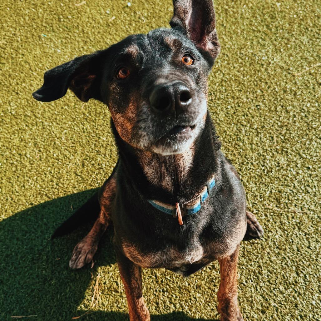Enlarge Copper, a ADOPTABLE mixed breed in Hays, KS image 1/6