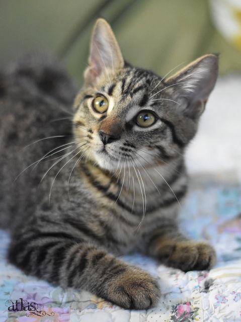 Atlas, Adoptable, Kitten Male Domestic Medium Hair.