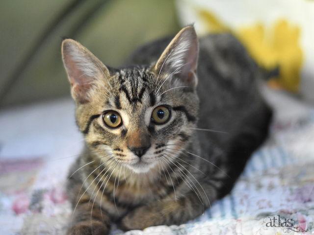 Enlarge Atlas, a Adoptable Domestic Medium Hair in Montgomery, TX image 2/3