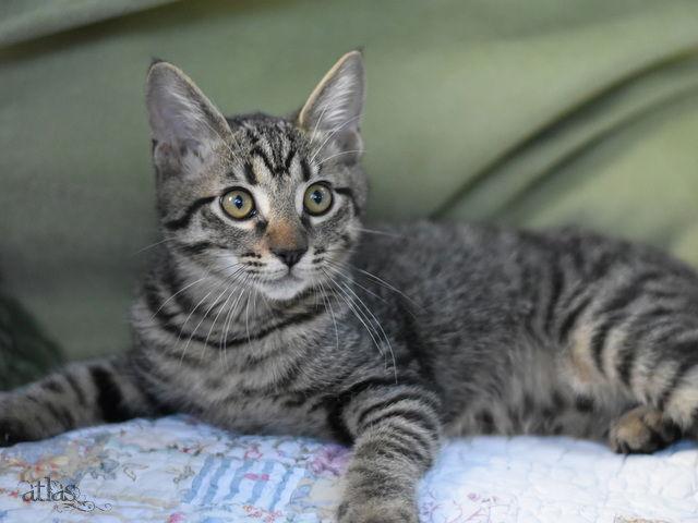 Enlarge Atlas, a Adoptable Domestic Medium Hair in Montgomery, TX image 3/3