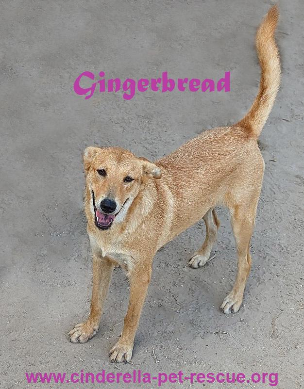 Enlarge Gingerbread, a Adoptable mixed breed in Mission, TX image 1/3