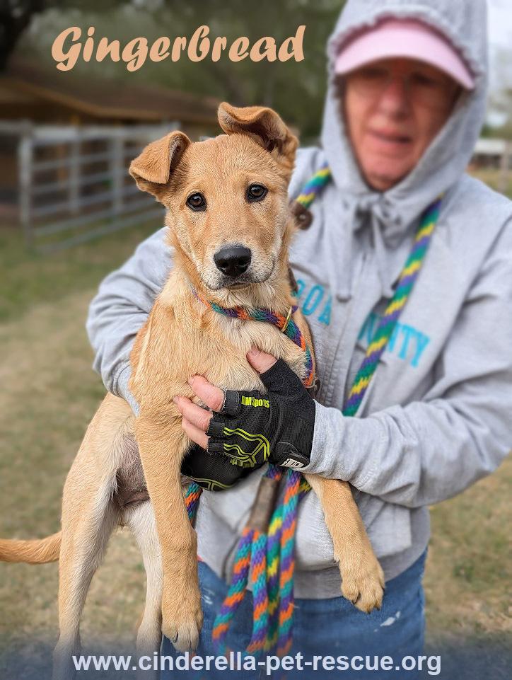 Gingerbread, Adoptable, Adult Female Shepherd & Chow Chow.