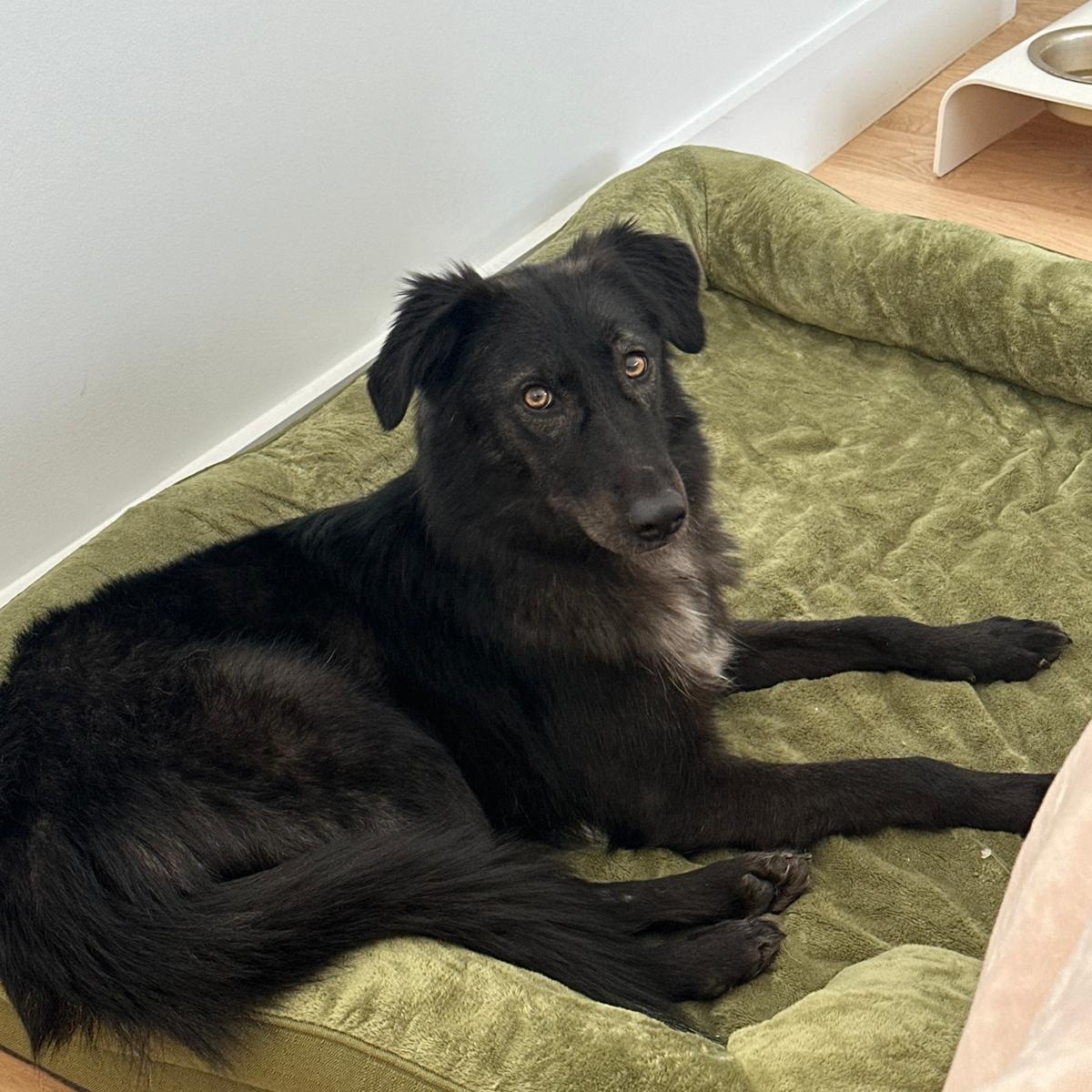 Enlarge Raya, an adopted Canaan Dog in Commack, NY image 4/6