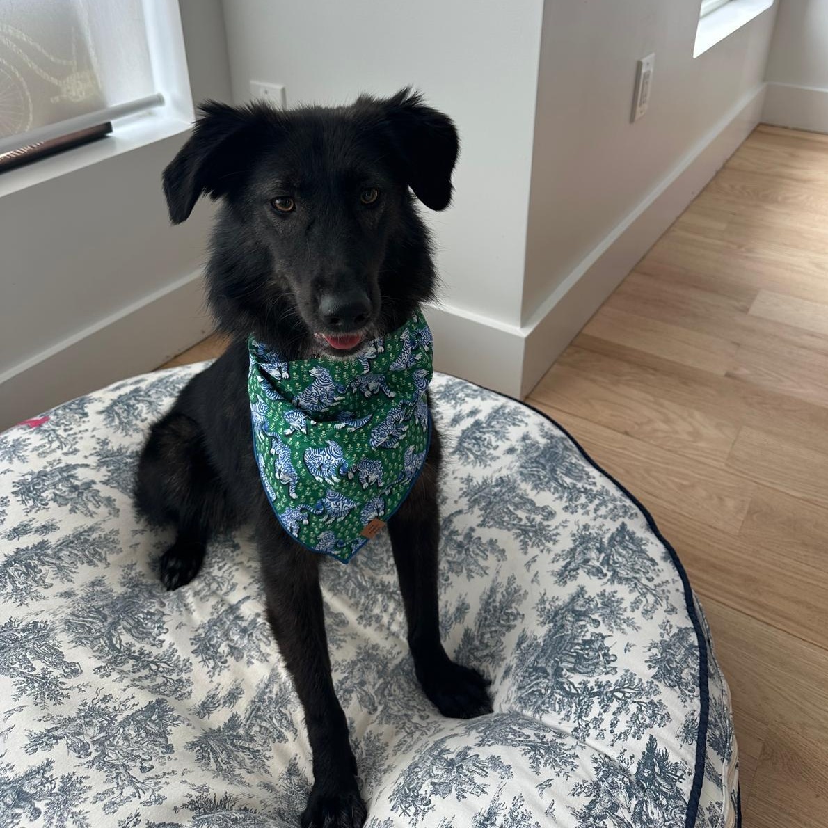Enlarge Raya, an adopted Canaan Dog in Commack, NY image 6/6