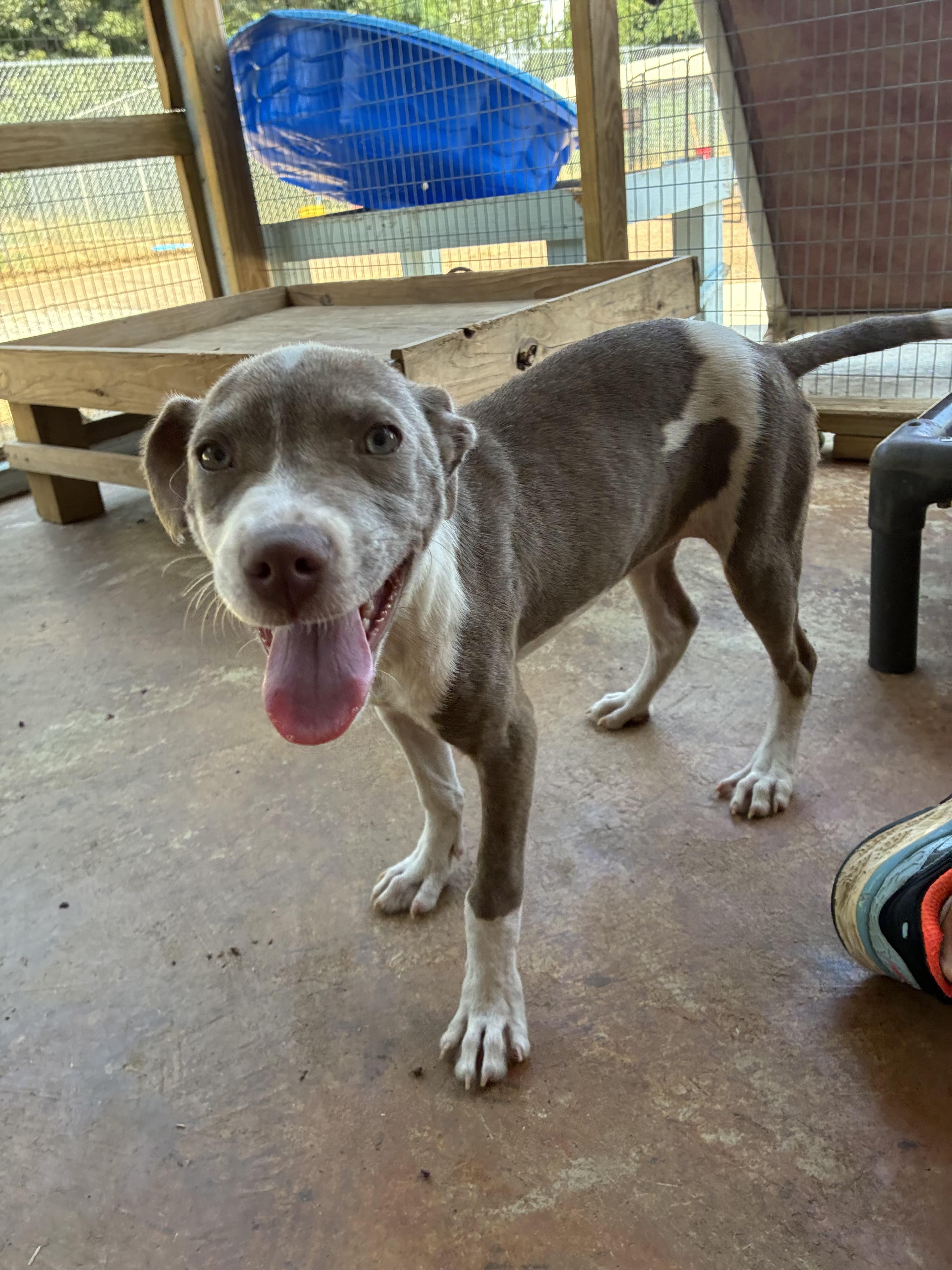 Katie, a Adoptable mixed breed in Senatobia, MS image 1/4