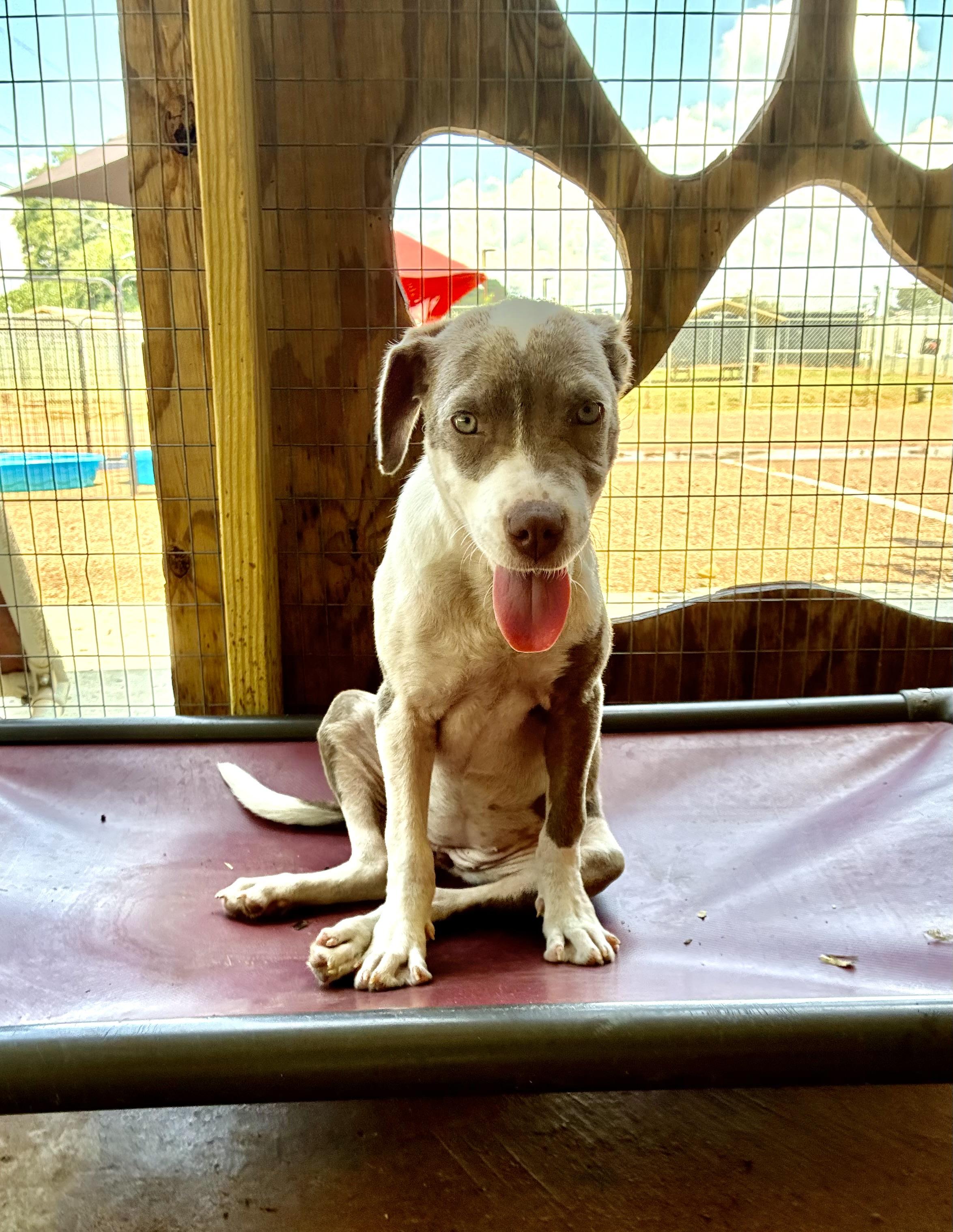 Katie, a Adoptable mixed breed in Senatobia, MS image 2/4