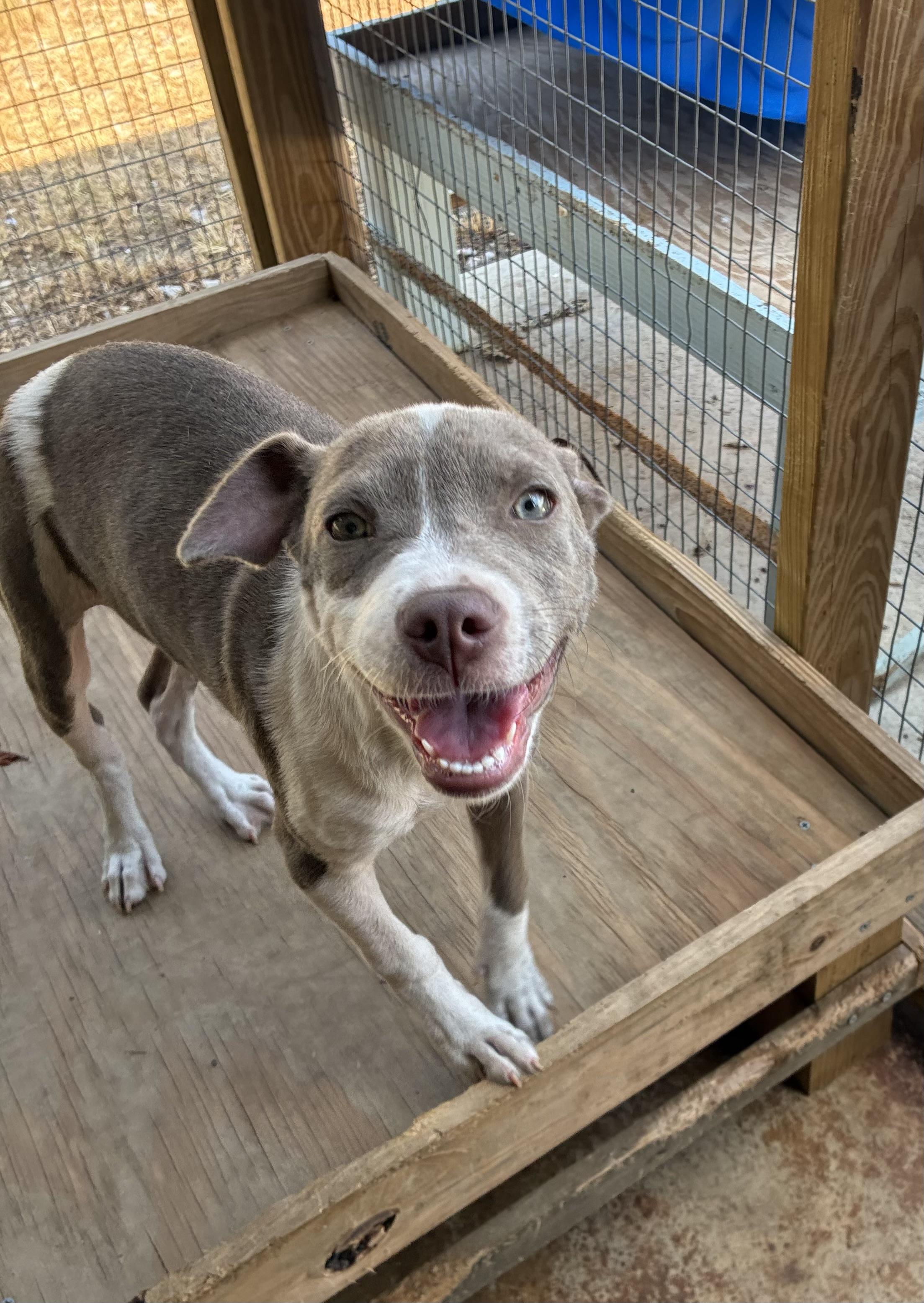Katie, a Adoptable mixed breed in Senatobia, MS image 3/4