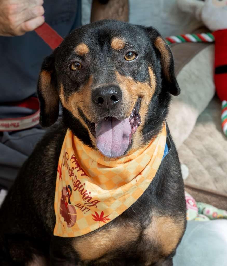 Benito...water loving Benito, Adoptable, Adult Male Rottweiler & Rat Terrier.