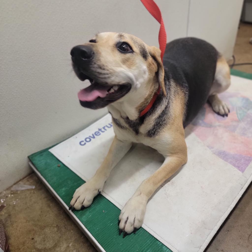 Finch, Adoptable, Adult Female Mixed Breed.