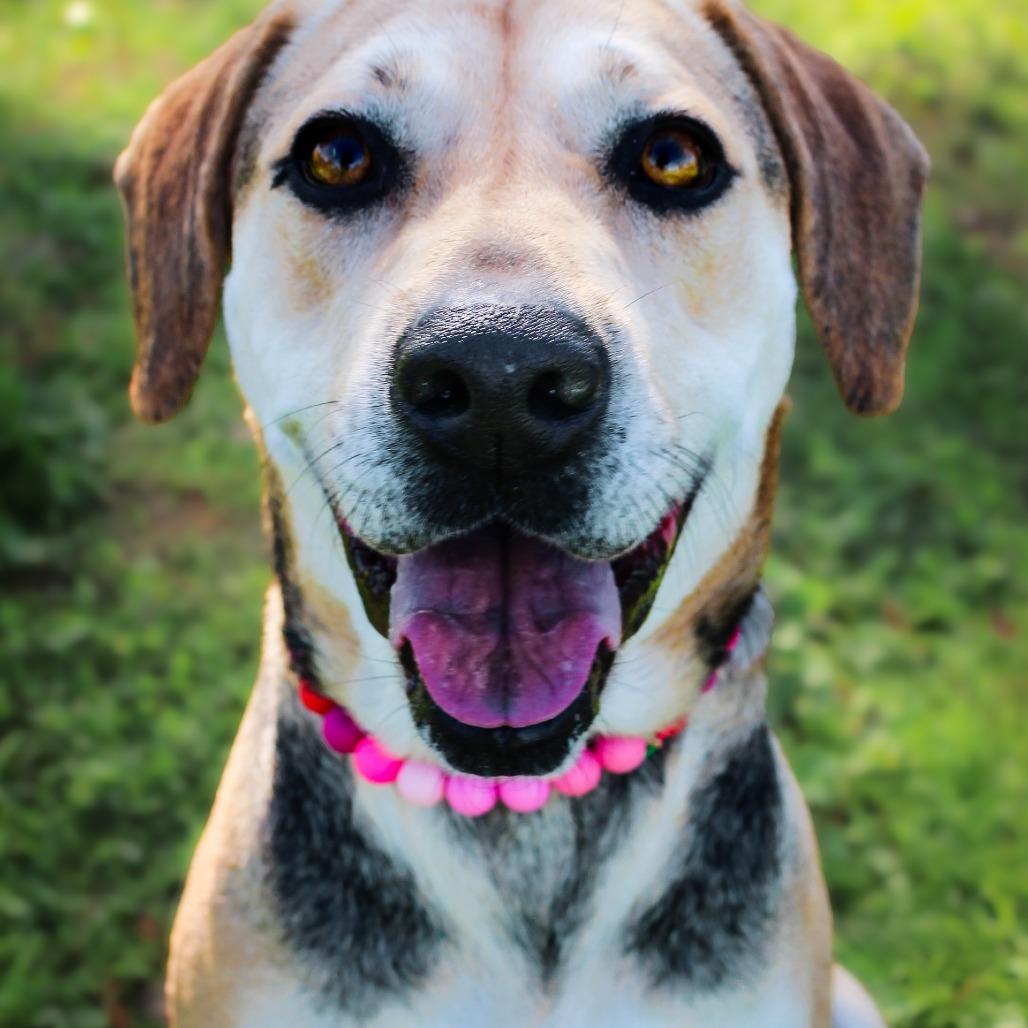 Enlarge Finch, a Adoptable Mixed Breed in Lake Jackson, TX image 2/5