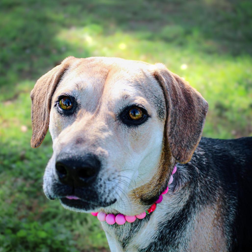 Enlarge Finch, a Adoptable Mixed Breed in Lake Jackson, TX image 3/5