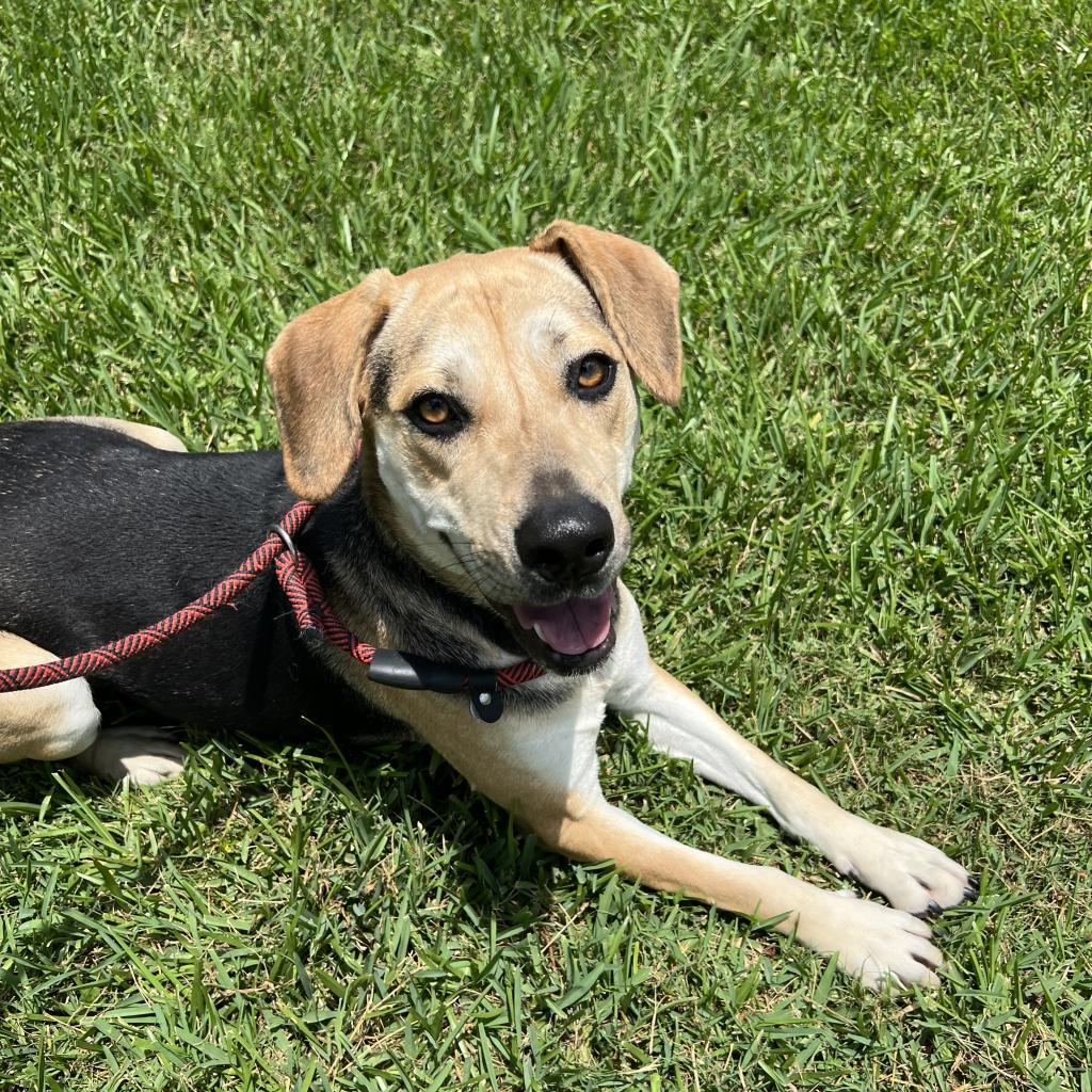 Enlarge Finch, a Adoptable Mixed Breed in Lake Jackson, TX image 5/5