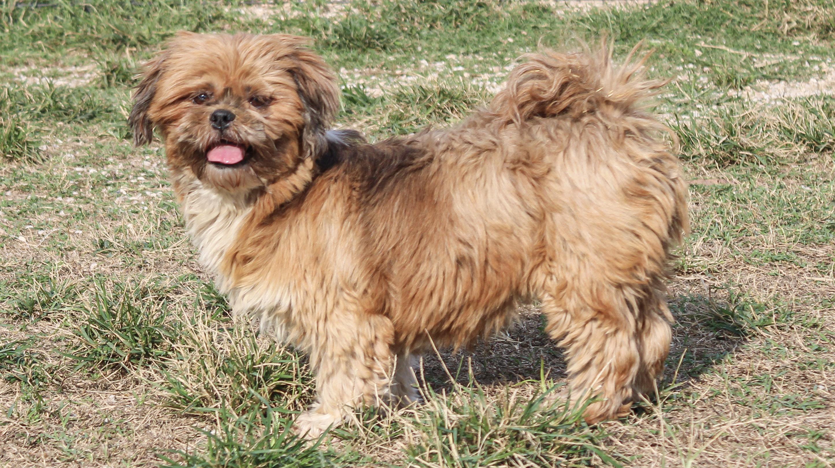 Flaming Flirt, Adoptable, Adult Female Lhasa Apso.