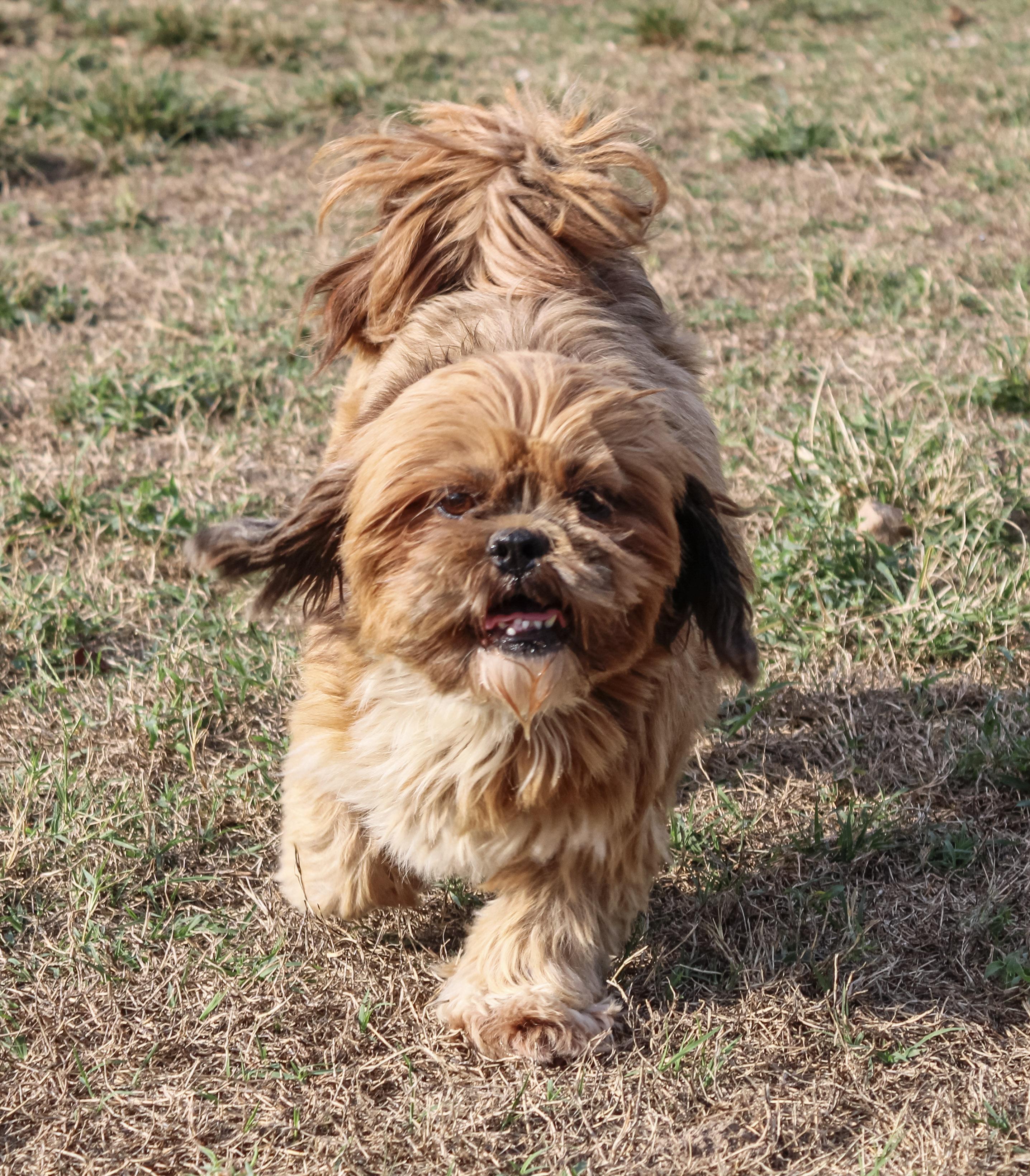 Enlarge Flaming Flirt, a Adoptable Lhasa Apso in Neosho, MO image 2/3