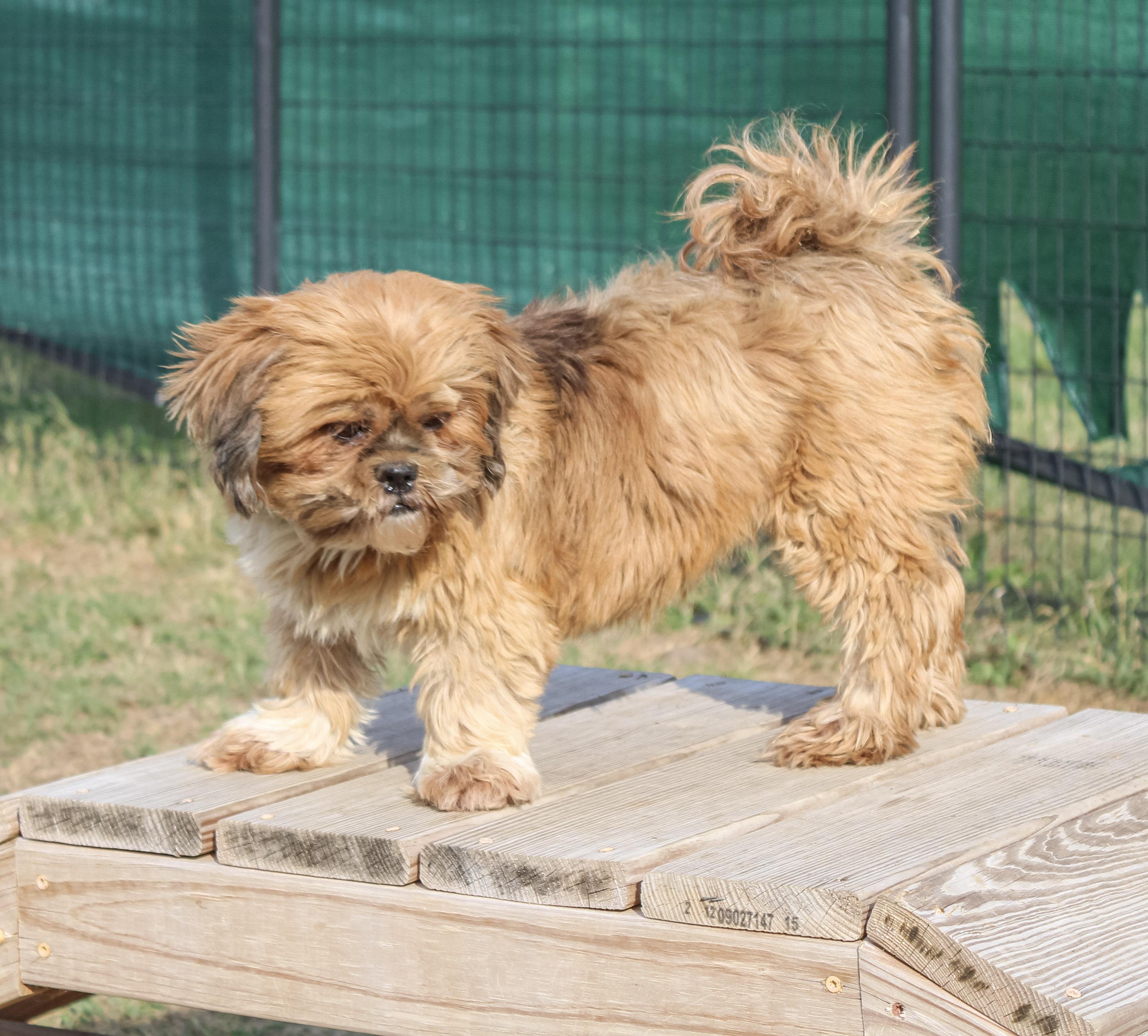 Enlarge Flaming Flirt, a Adoptable Lhasa Apso in Neosho, MO image 3/3