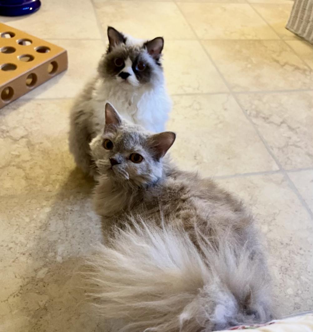 Enlarge FLURRY & EMBER, a Adoptable Persian in valparaiso, IN image 1/6